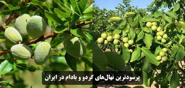 فروش پرسودترین نهال های گردو و بادام در ایران