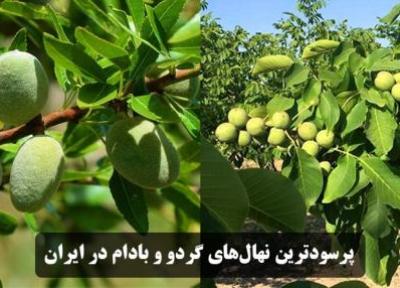 فروش پرسودترین نهال های گردو و بادام در ایران