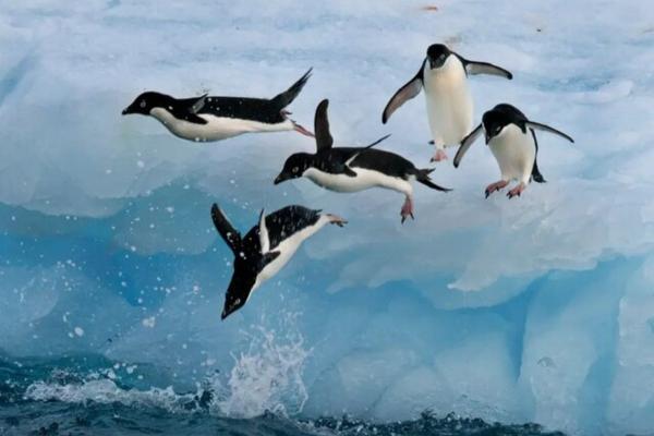 چرا پنگوئن ها پرواز نمی نمایند؟
