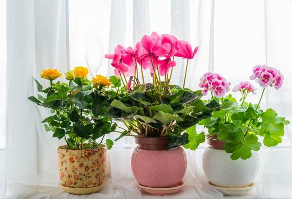 10 تا از زیباترین و مقاوم ترین گیاهان آپارتمانی گل دار
