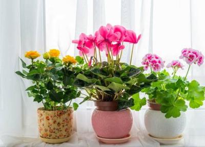 10 تا از زیباترین و مقاوم ترین گیاهان آپارتمانی گل دار