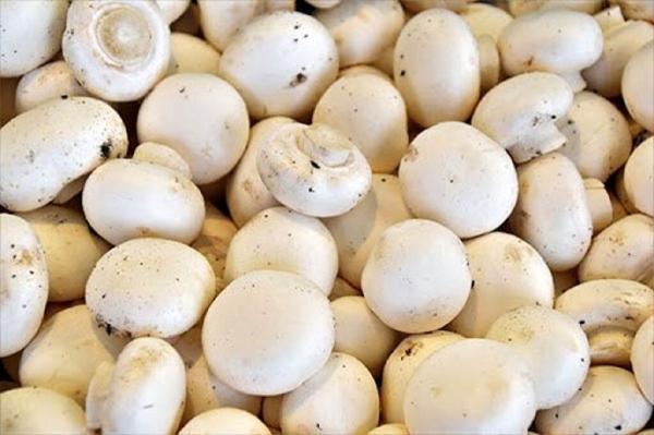 جدیدترین قیمت قارچ در میادین ، یک کیلو قارچ چند شد؟