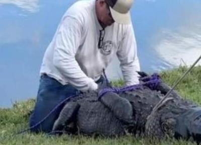 ببینید ، لحظه گرفتن تمساح غول پیکری که پیرزن 85 ساله را کشت
