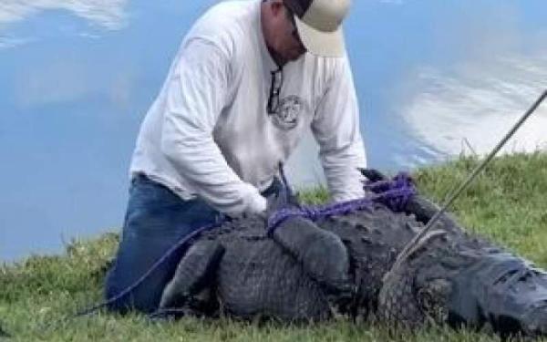 ببینید ، لحظه گرفتن تمساح غول پیکری که پیرزن 85 ساله را کشت