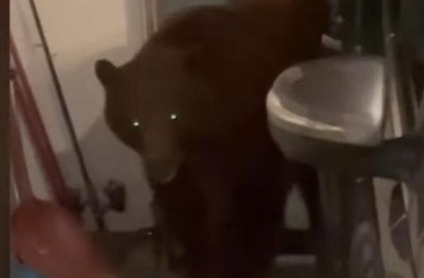 یک خرس سیاه مهمان ناخوانده زوج کالیفرنیایی
