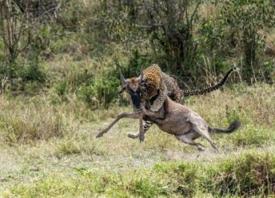 پلنگ یک گوزن یالدار را در پنج ثانیه شکار کرد
