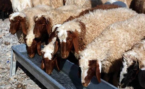 اعلام قیمت نهایی دام زنده برای عید قربان اعلام قیمت نهایی دام زنده برای عید قربان