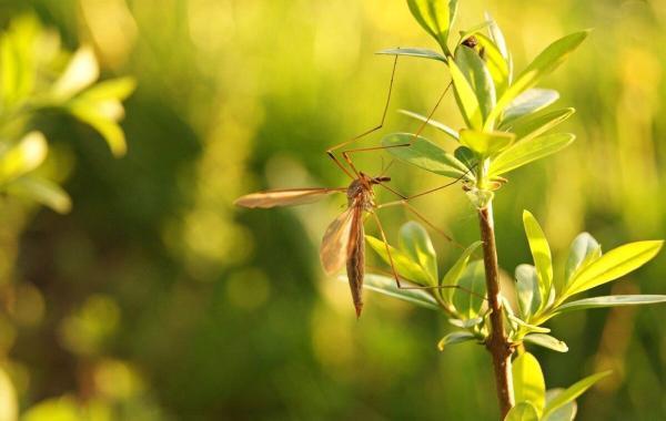 9 گیاهی که پشه ها را از حیاط شما دور می کند